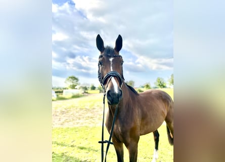Hanoverian, Mare, 4 years, 16,1 hh, Brown