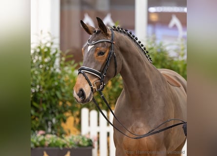 Hanoverian, Mare, 4 years, 16,1 hh, Brown