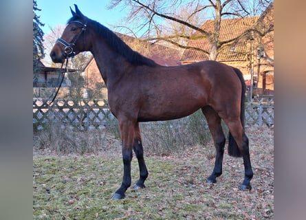 Hanoverian, Mare, 4 years, 16,1 hh, Brown