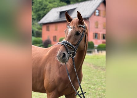 Hanoverian, Mare, 4 years, 16,1 hh, Chestnut-Red
