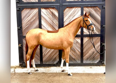 Hanoverian, Mare, 4 years, 16,1 hh, Chestnut-Red