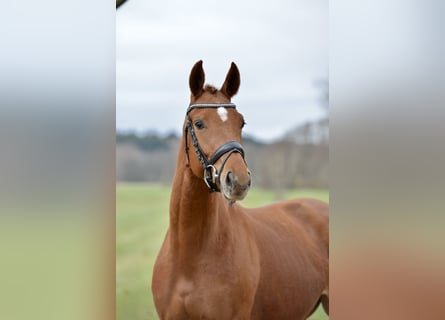 Hanoverian, Mare, 4 years, 16,1 hh, Chestnut-Red