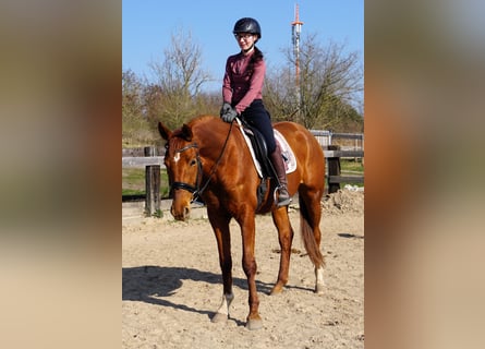 Hanoverian, Mare, 4 years, 16,1 hh, Chestnut-Red