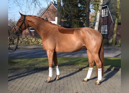 Hanoverian, Mare, 4 years, 16,1 hh