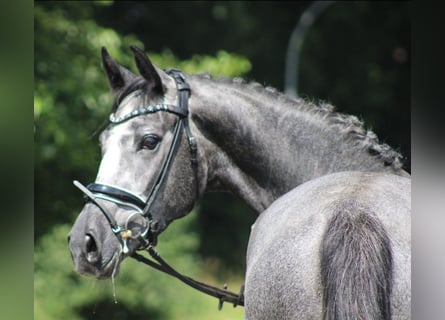 Hanoverian, Mare, 4 years, 16,1 hh, Gray-Dapple