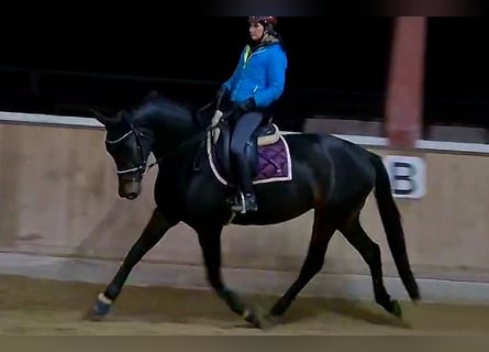 Hanoverian, Mare, 4 years, 16,1 hh, Smoky-Black
