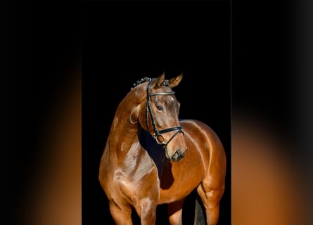 Hanoverian, Mare, 4 years, 16,2 hh, Bay-Dark