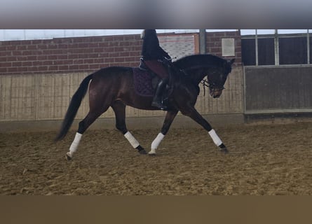 Hanoverian, Mare, 4 years, 16,2 hh, Bay-Dark