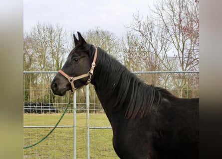 Hanoverian, Mare, 4 years, 16,2 hh, Black