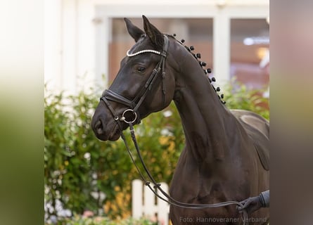 Hanoverian, Mare, 4 years, 16,2 hh, Black