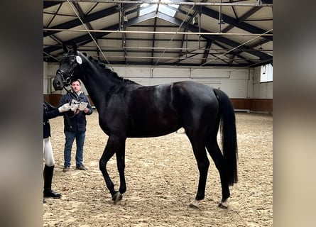 Hanoverian, Mare, 4 years, 16,2 hh, Black