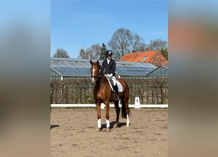 Hanoverian, Mare, 4 years, 16,2 hh, Chestnut-Red