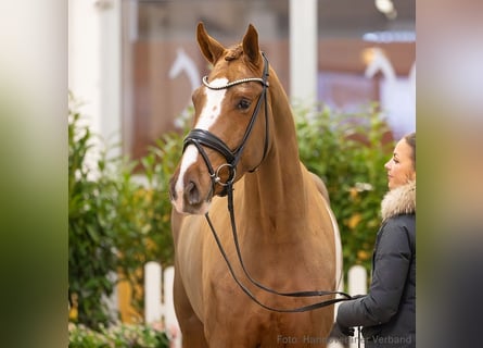 Hanoverian, Mare, 4 years, 16,2 hh, Chestnut-Red