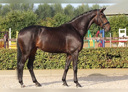 Hanoverian, Mare, 4 years, 16,2 hh, Smoky-Black Hanoverian, Mare, 4 years, 16,2 hh, Smoky-Black