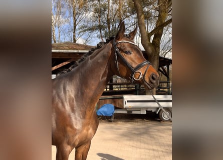 Hanoverian, Mare, 4 years, 16,3 hh, Bay-Dark