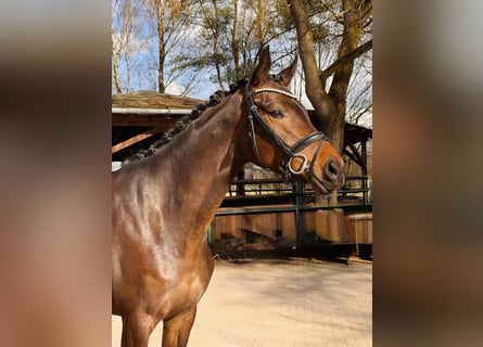 Hanoverian, Mare, 4 years, 16,3 hh, Bay-Dark