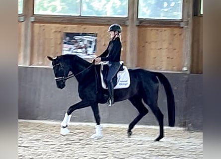 Hanoverian, Mare, 4 years, 16,3 hh, Black