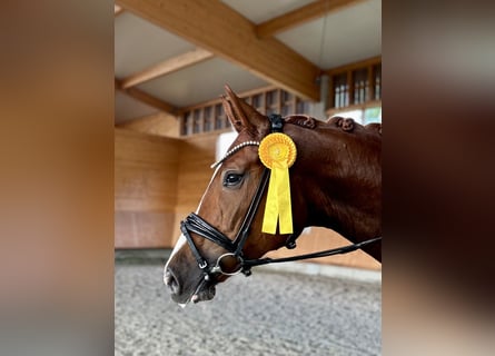 Hanoverian, Mare, 4 years, 16,3 hh, Chestnut-Red
