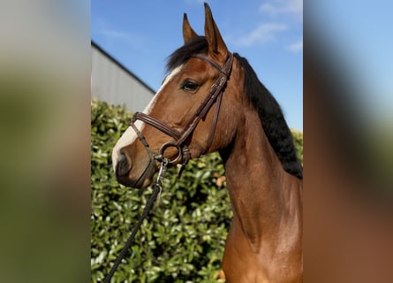 Hanoverian, Mare, 4 years, 16,3 hh