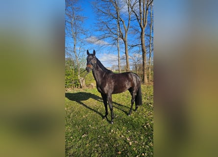 Hanoverian, Mare, 4 years, 16,3 hh, Smoky-Black