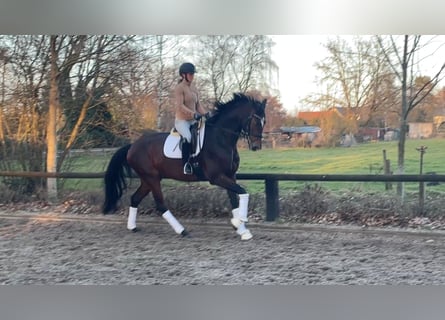 Hanoverian, Mare, 4 years, 17,1 hh, Bay-Dark