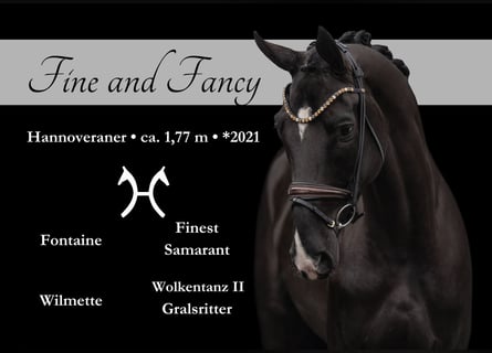 Hanoverian, Mare, 4 years, 17,1 hh, Black