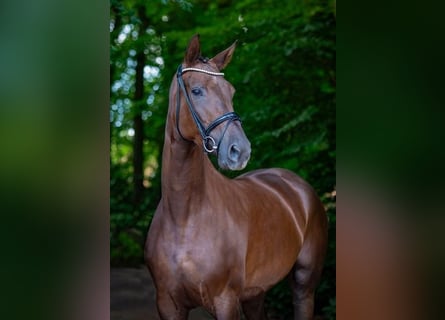 Hanoverian, Mare, 4 years, 17.1 hh, Chestnut