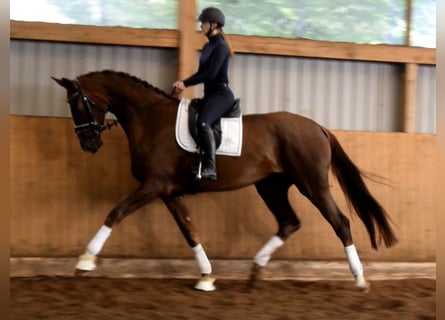 Hanoverian, Mare, 4 years, 17.1 hh, Chestnut-Red
