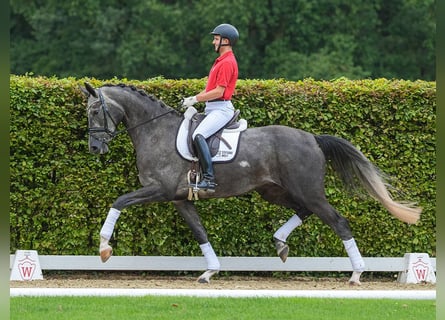 Hanoverian, Mare, 4 years, 17,2 hh, Gray