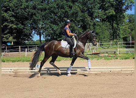 Hanoverian, Mare, 4 years, 17 hh, Bay-Dark