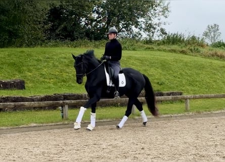 Hanoverian, Mare, 4 years, 17 hh, Black