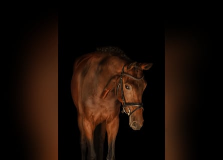 Hanoverian, Mare, 4 years, 17 hh, Brown