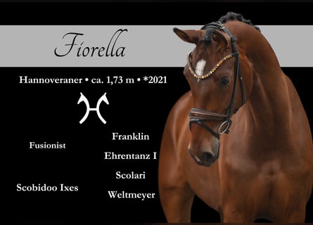 Hanoverian, Mare, 4 years, 17 hh, Brown