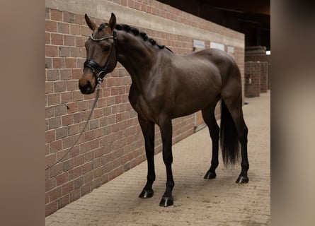 Hanoverian, Mare, 4 years, 17 hh, Brown