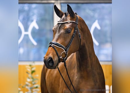 Hanoverian, Mare, 4 years, 17 hh, Brown
