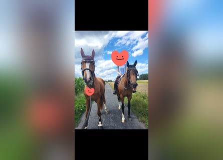 Hanoverian, Mare, 4 years, 17 hh, Chestnut-Red