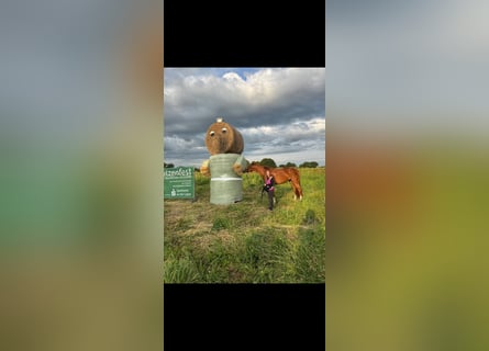 Hanoverian, Mare, 4 years, 17 hh, Chestnut-Red