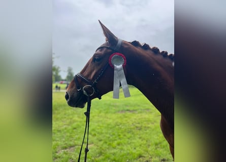 Hanoverian, Mare, 4 years, 17 hh, Chestnut-Red