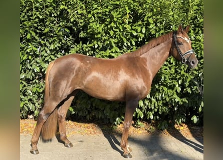Hanoverian, Mare, 4 years, 17 hh, Chestnut-Red