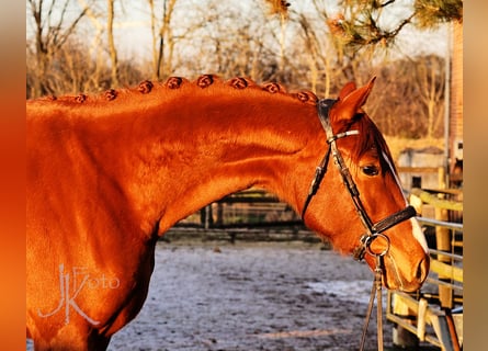 Hanoverian, Mare, 4 years, 17 hh, Chestnut-Red