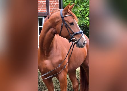 Hanoverian, Mare, 4 years, 17 hh, Chestnut-Red