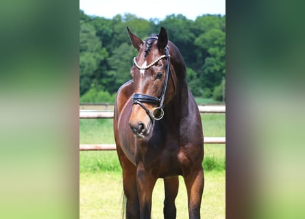 Hanoverian, Mare, 4 years, 17,1 hh, Brown