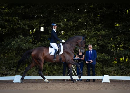 Hanoverian, Mare, 4 years, 17,2 hh, Brown