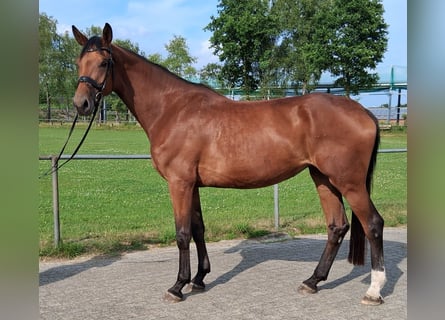 Hanoverian, Mare, 4 years, 18 hh, Brown