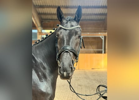 Hanoverian, Mare, 4 years, Black