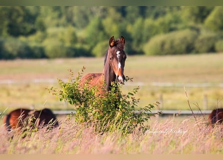 Hanoverian, Mare, 4 years, Brown