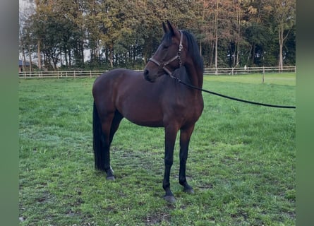 Hanoverian, Mare, 4 years, Brown