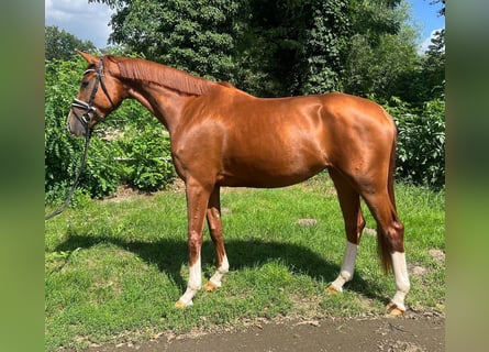 Hanoverian, Mare, 4 years, Chestnut-Red Hanoverian, Mare, 4 years, Chestnut-Red