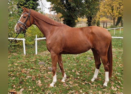 Hanoverian, Mare, 4 years, Chestnut-Red