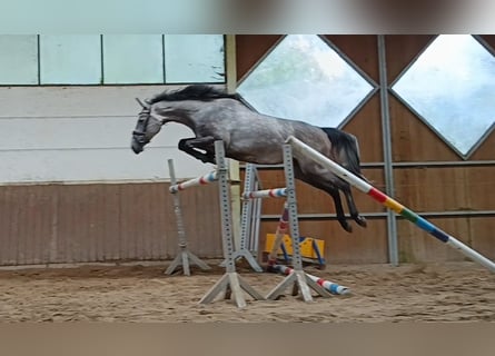 Hanoverian, Mare, 4 years, Gray-Dapple